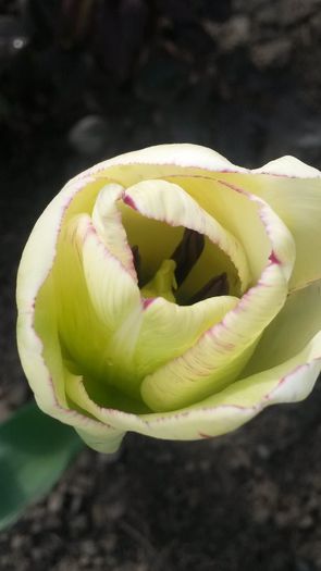 20140425_102018 - flori de gradina 2014