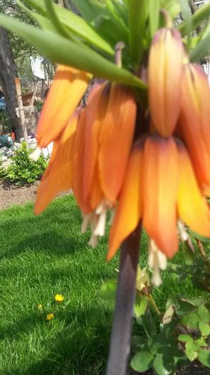 20140425_102952 - flori de gradina 2014