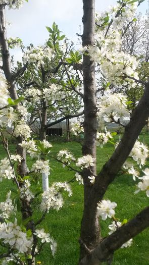 20140425_103044 - flori de gradina 2014