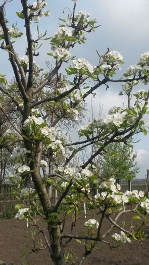 20140425_103103 - flori de gradina 2014