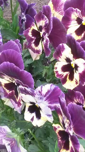 20140425_103609 - flori de gradina 2014