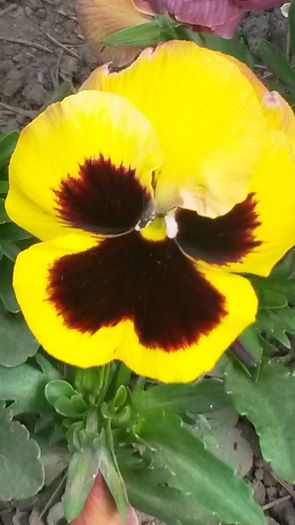 20140425_103618 - flori de gradina 2014