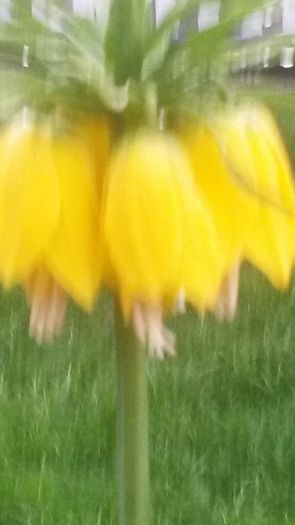 20140425_194001 - flori de gradina 2014