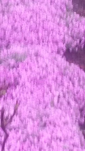 20140425_194052 - flori de gradina 2014