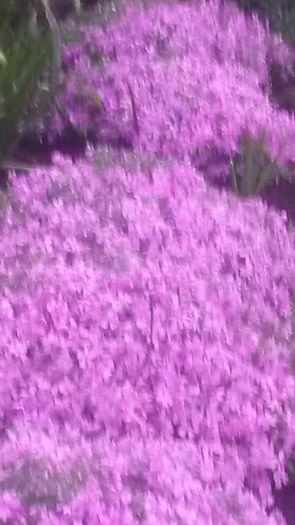 20140425_194108 - flori de gradina 2014