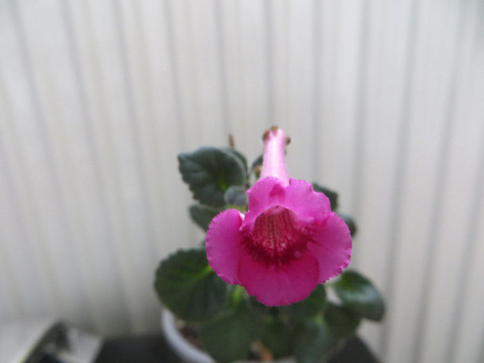 Fuchsia Treasure - mini sinningii 2014