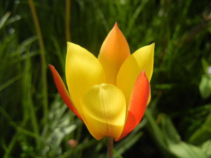 Tulipa clusiana Chrysantha (2014, Apr.21) - Tulipa Chrysantha