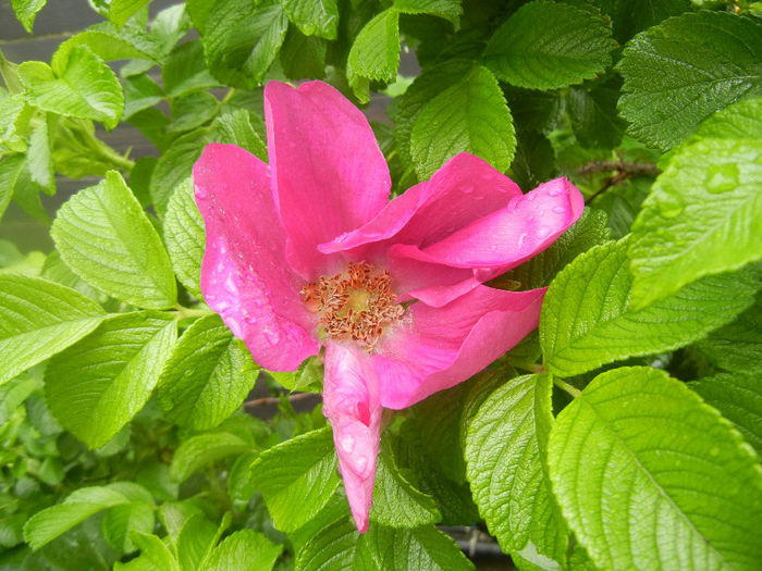 Rosa rugosa (2014, April 24)