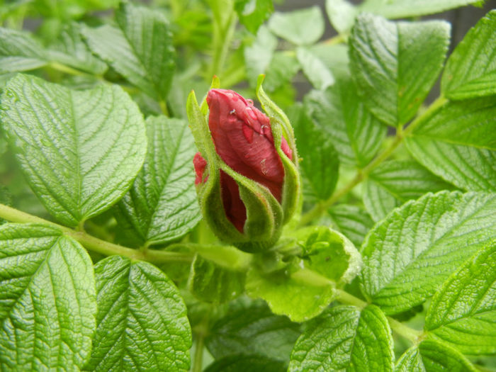 Rosa rugosa (2014, April 24) - ROSA Rugosa_Rugosa Rose