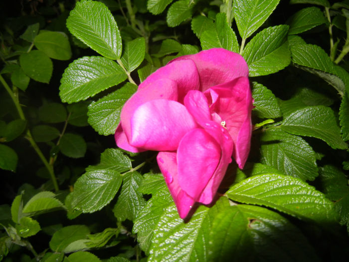 Rosa rugosa (2014, April 24)