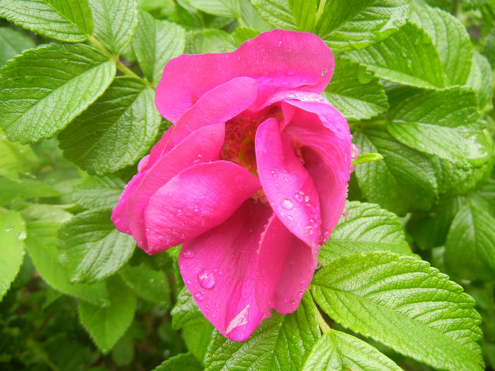 Rosa rugosa (2014, April 24)