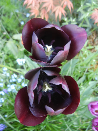 Tulipa Queen of Night (2014, April 23)