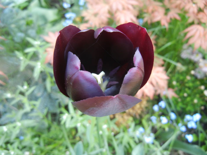 Tulipa Queen of Night (2014, April 23)