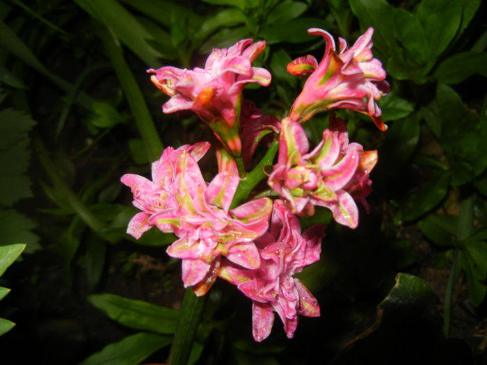 Hyacinth Eros (2014, April 24) Hyacinth Eros (2014, April 24)