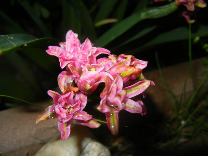 Hyacinth Eros (2014, April 24) Hyacinth Eros (2014, April 24)