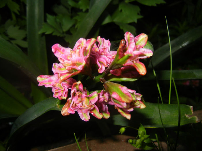 Hyacinth Eros (2014, April 24) Hyacinth Eros (2014, April 24)