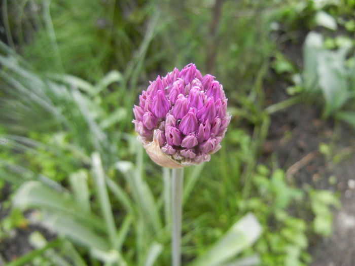 Allium Purple Sensation (2014, April 24) - Allium aflatunense Purple