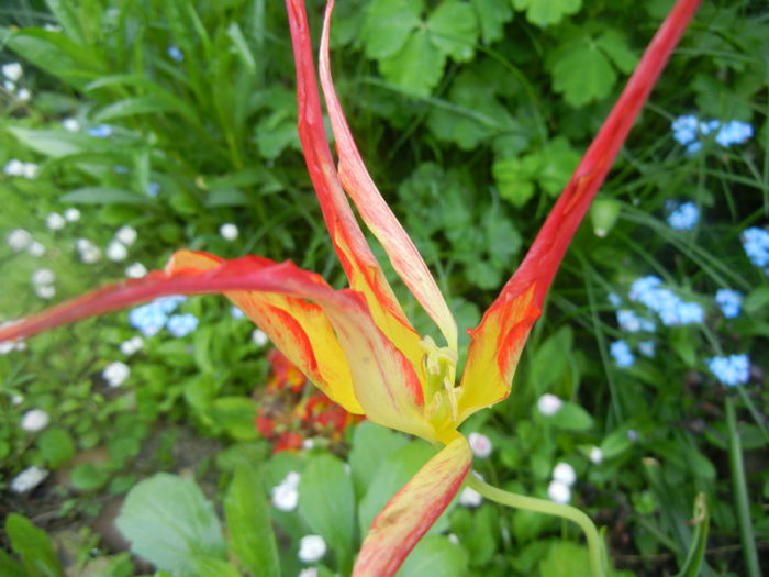 Tulipa Acuminata (2014, April 23) - Tulipa Acuminata