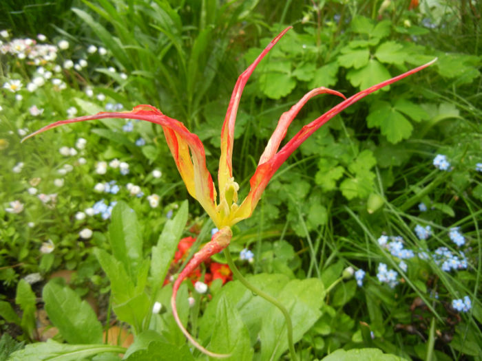 Tulipa Acuminata (2014, April 24) - Tulipa Acuminata