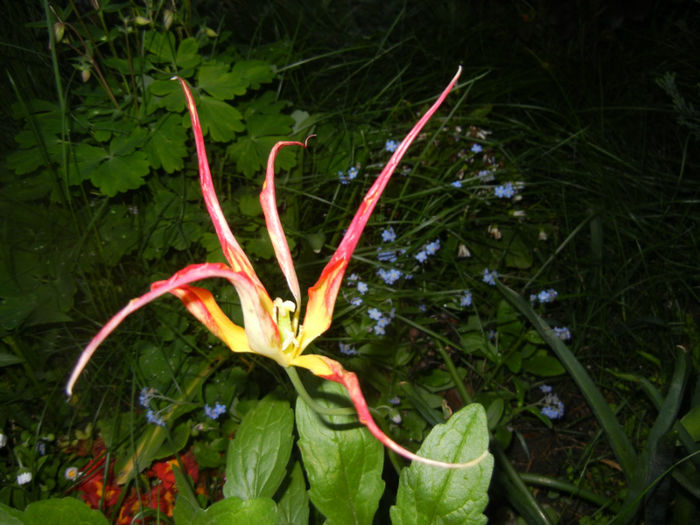 Tulipa Acuminata (2014, April 24)