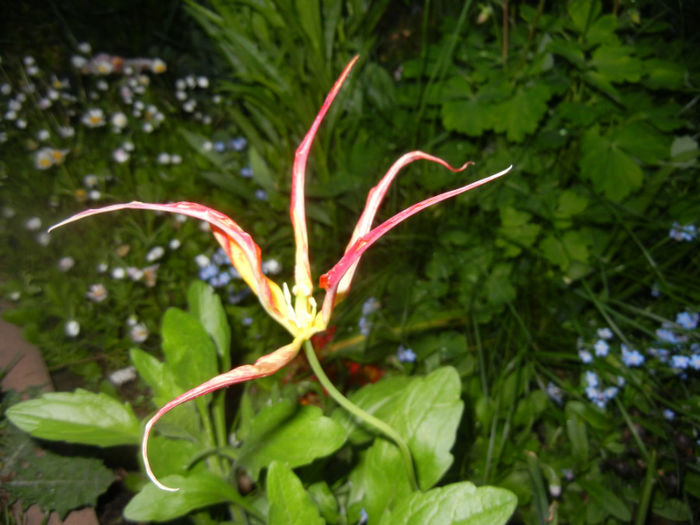 Tulipa Acuminata (2014, April 24) - Tulipa Acuminata