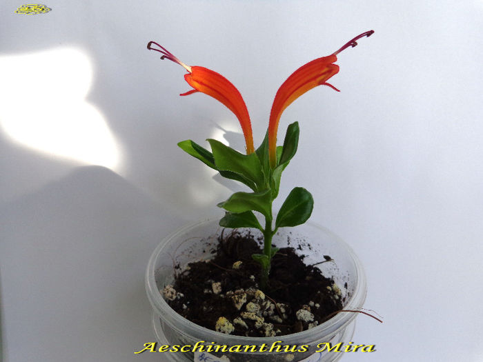 Aeschinanthus Mira (26-04-2014) - Gesneriaceae 2014