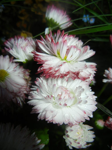 Bellis perennis Habanera (2014, April 24) - BELLIS Perennis Habanera