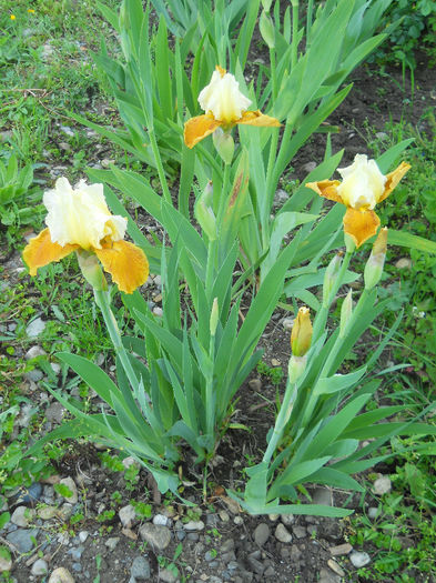 DSCN1355_013
