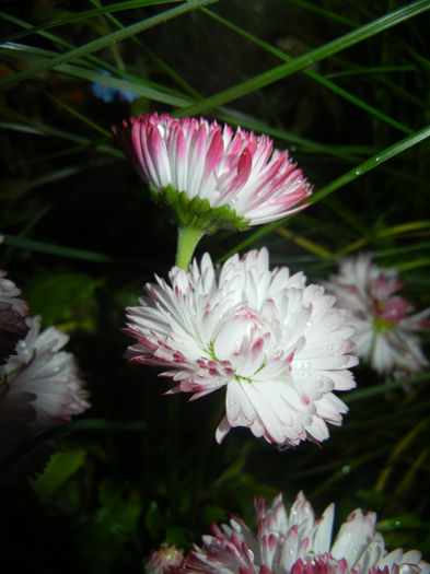 Bellis perennis Habanera (2014, April 24) - BELLIS Perennis Habanera