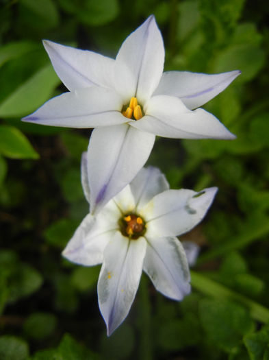 Ipheion Wisley Blue (2014, April 23)