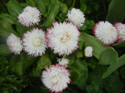 Bellis perennis Habanera(nasturas) - 002 Flori care imi plac foarte mult