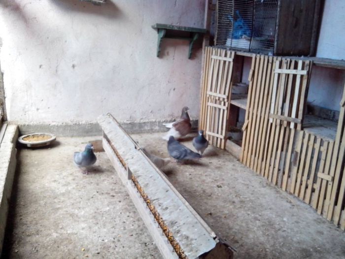 1622489_1389468851331611_1422450323_o