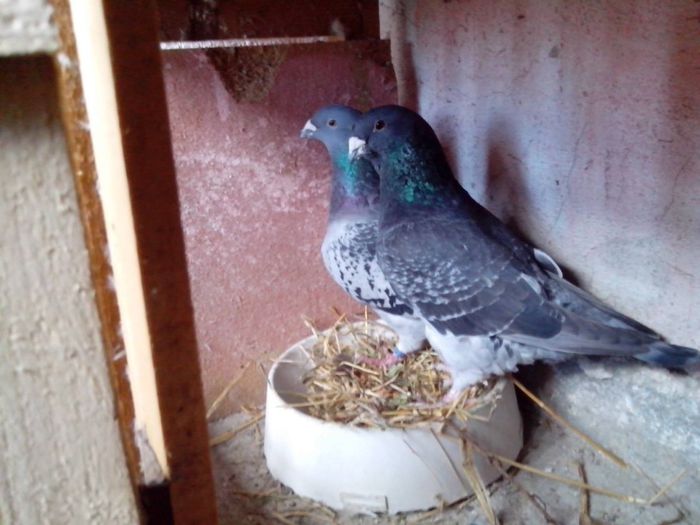 1926188_1389473824664447_1000423828_o