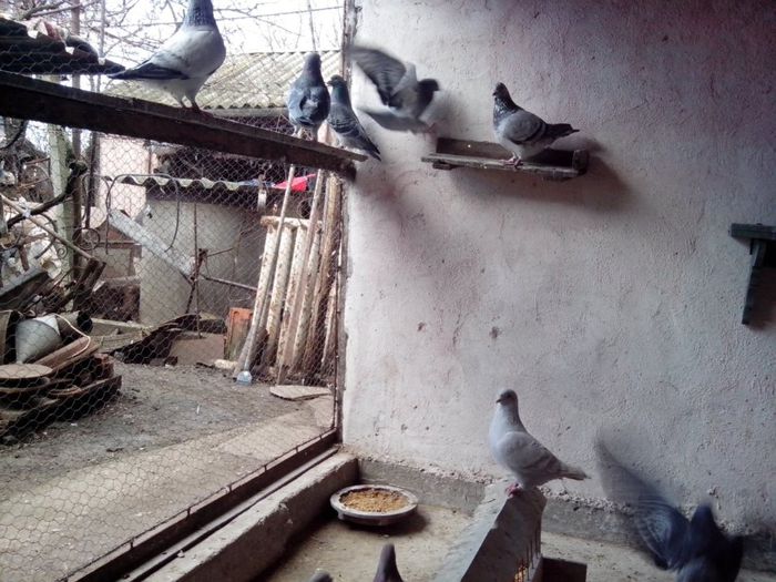 1932796_1389466491331847_1652194622_o