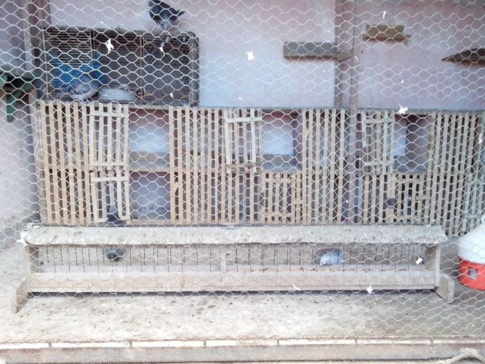 1961774_1389465711331925_1306897941_o