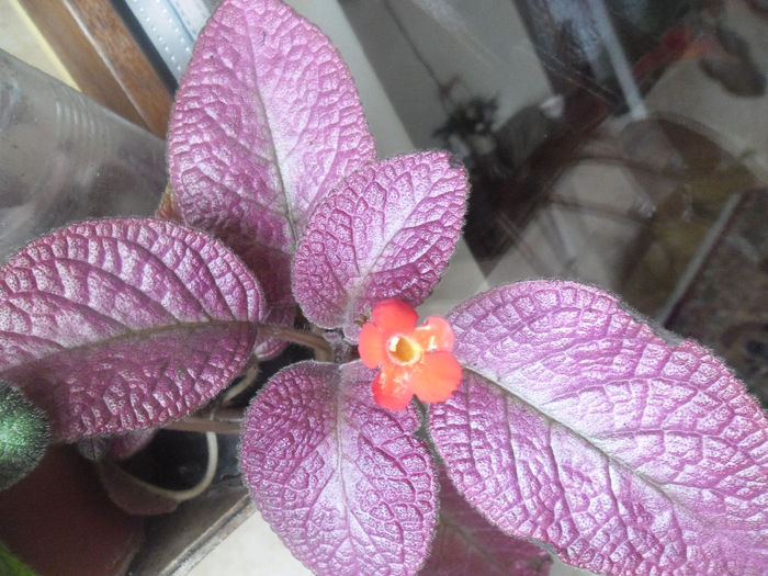 Strawberry Mist