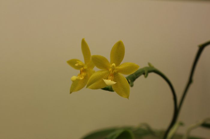 cornu-cervi alba - Orhidee