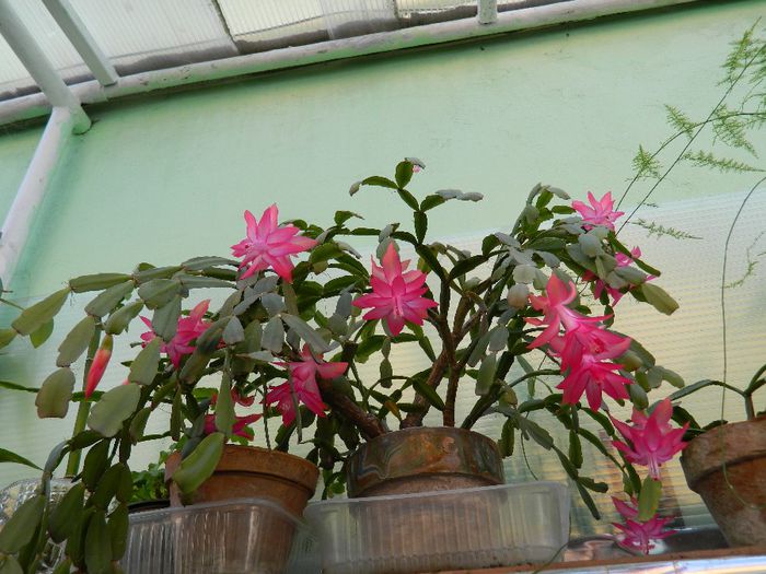 DSCN6907