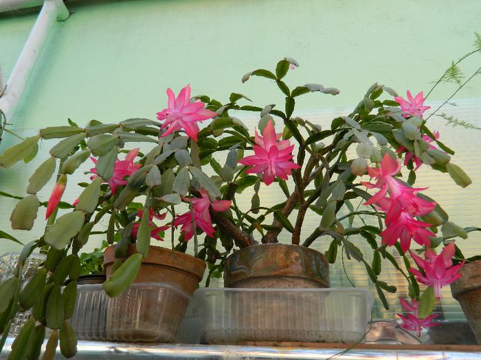 DSCN6909