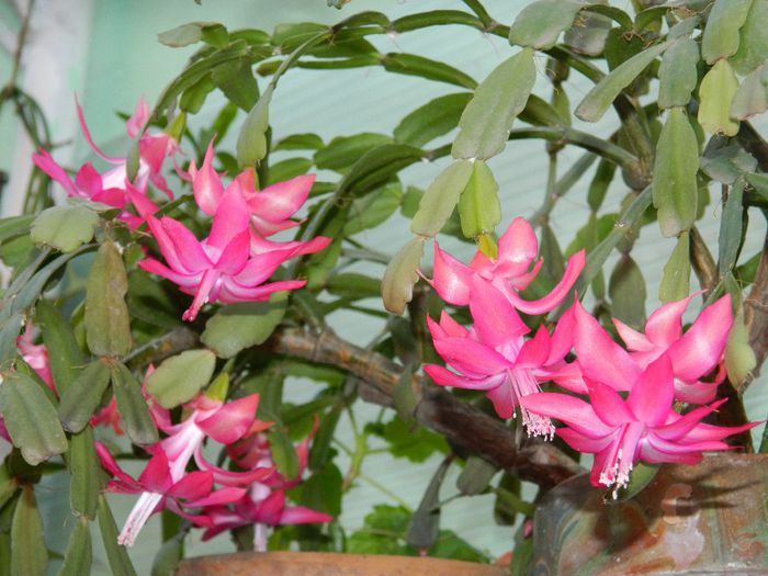 DSCN7343