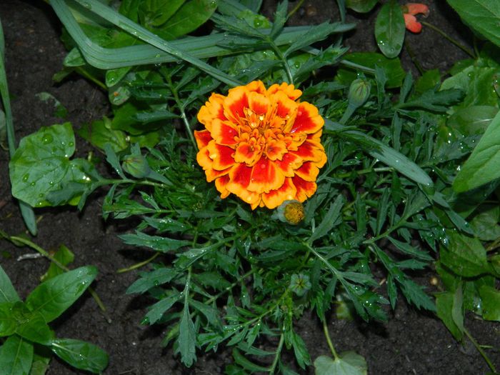 DSCN7347