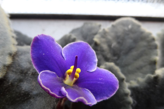 Hawaii - Violete africane