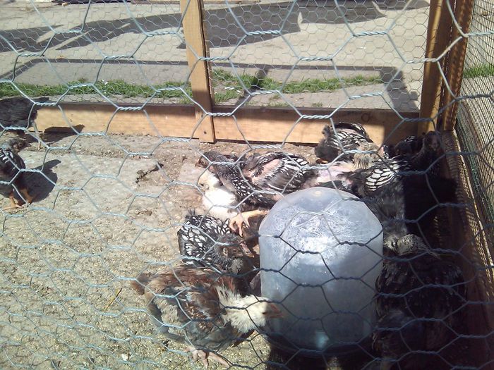 Al doilea cocos de faverolles