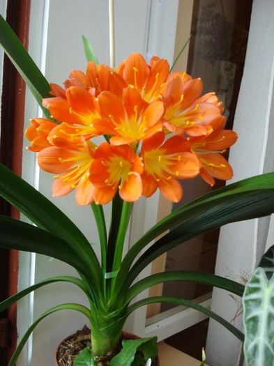 clivia in floare (1)