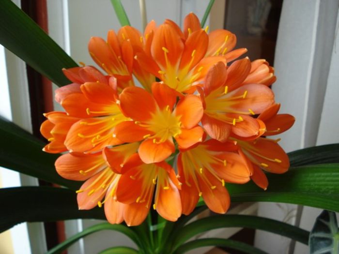 clivia in floare (2)