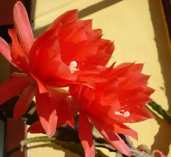 varful infloririi (1) - epiphyllum