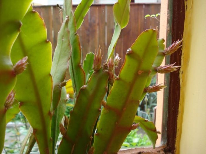 se apropie inflorirea (3) - epiphyllum