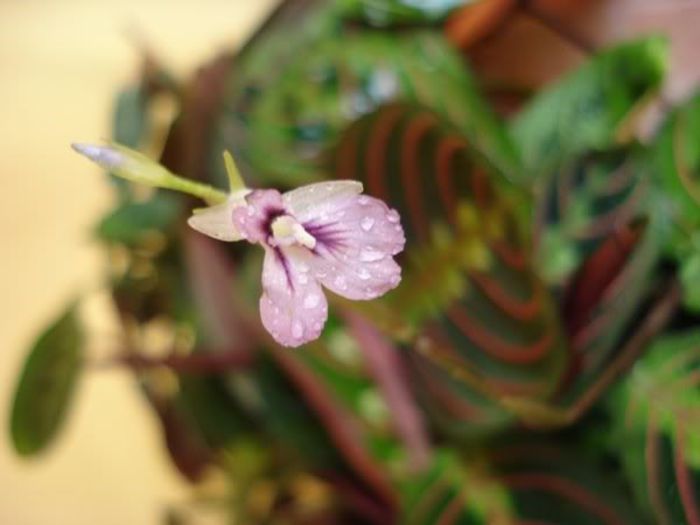 maranta tricolor (13)