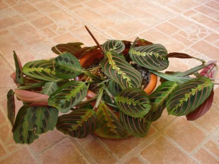 maranta tricolor (15) - maranta tricolor