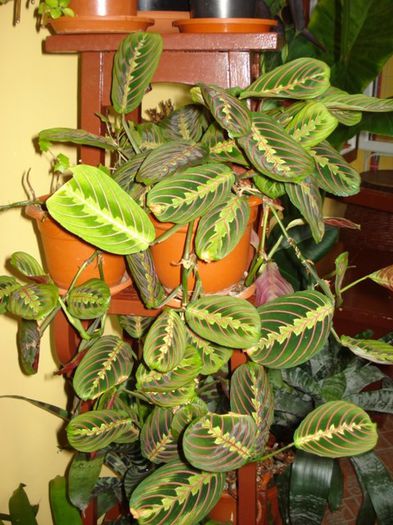 martie 2014 - maranta - maranta tricolor